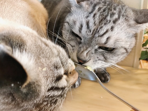 さつまいものついたスプーンに群がるサバトラ猫とシャムトラ猫