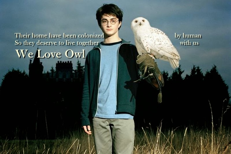 We Love Owl
