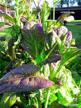 Giant Red Mustard