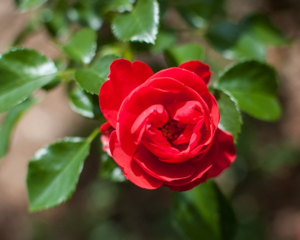 Pictures Of Flowers Red Roses Pictures Of Flowers Red Roses