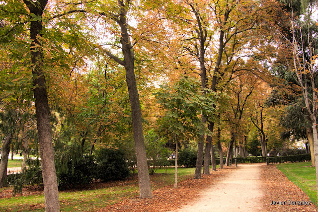 El Parque del Retiro se cubre de Otoño. Retiro Park is covered with Autumn