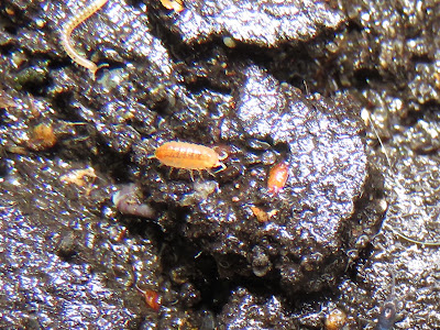 BugBlog Walking With Woodlice bugblog-walking-with-woodlice