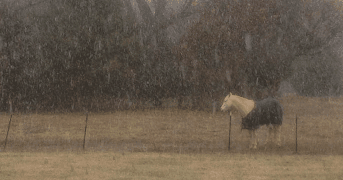 Meet Tango, The Hilariously Stupid Horse That Has Gone Viral Meet Tango, The Hilariously Stupid Horse That Has Gone Viral