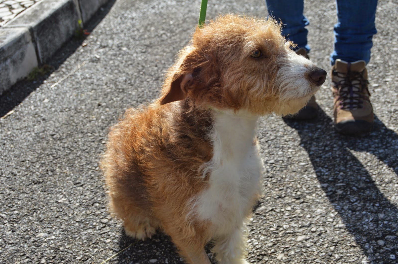 Hunde aus ZentralPortugal adoptieren Maggie