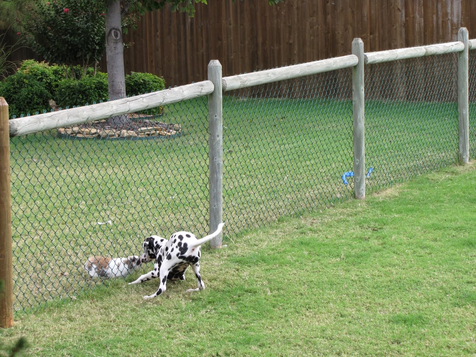 The Teacher's Pets Why Do Dogs Bark Excessively In The Backyard?