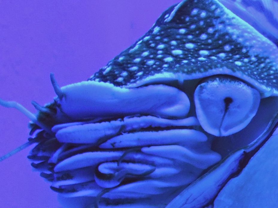 A nautilus at Manila Ocean Park's oceanarium
