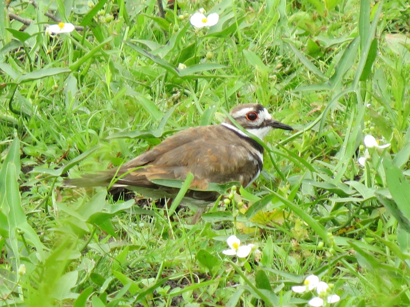 killdeer