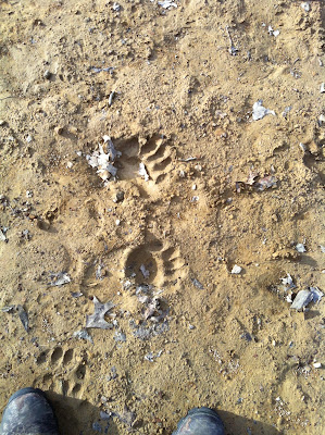 bear prints in the driveway