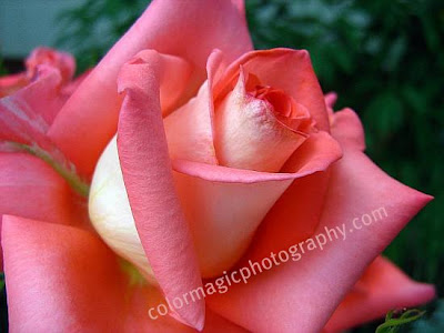 Rose unfolding-closeup