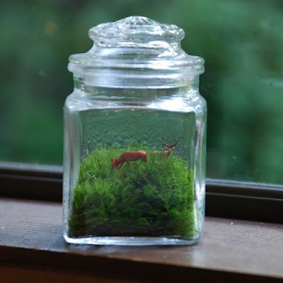 Must Have Terrariums For Your Home Twig Terrariums Le Petit Singularite DIY Terrarium Kit