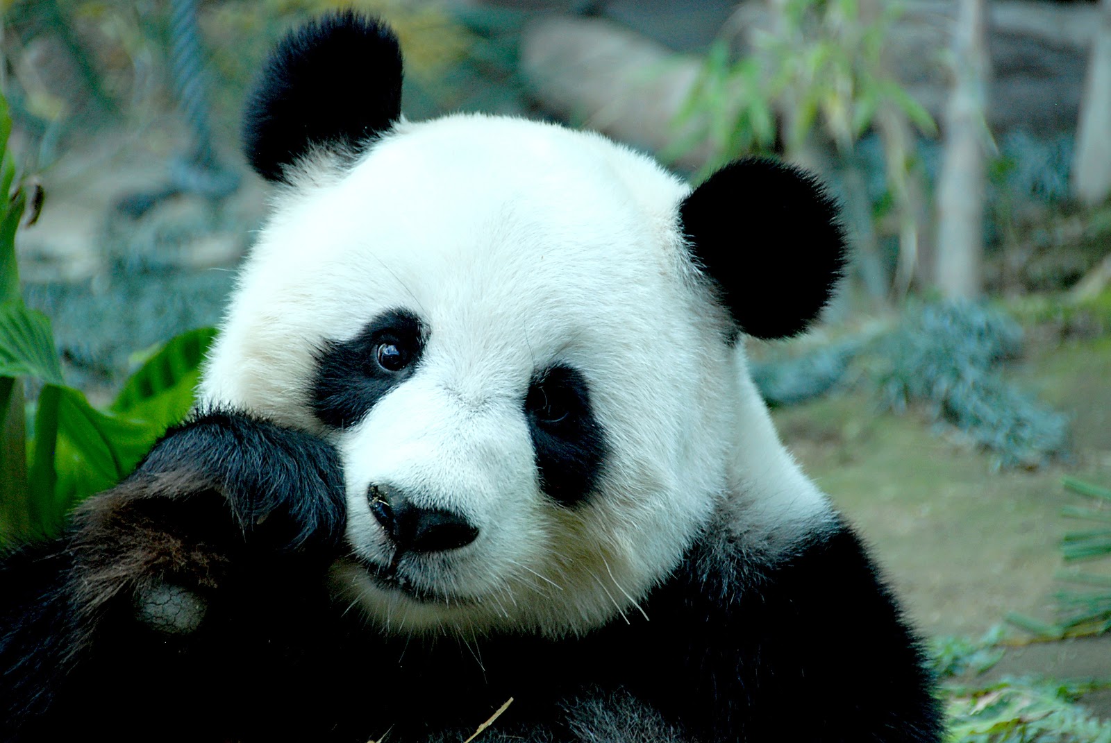  gambar Gambar Panda Lucu Lengkap