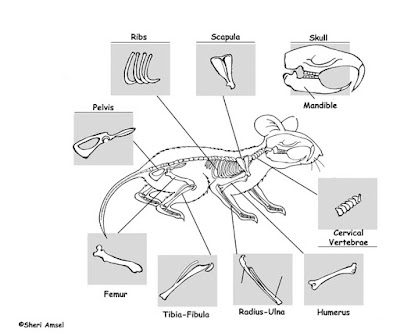 mencit balb/c mencit putih jantan