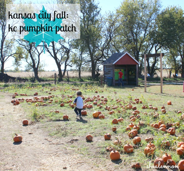 KC Pumpkin Patch - a must-visit for fall | www.shealennon.com