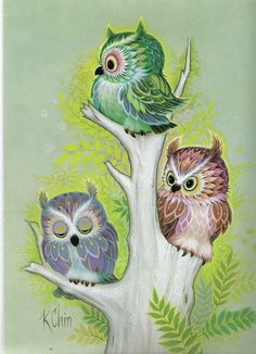 owl images