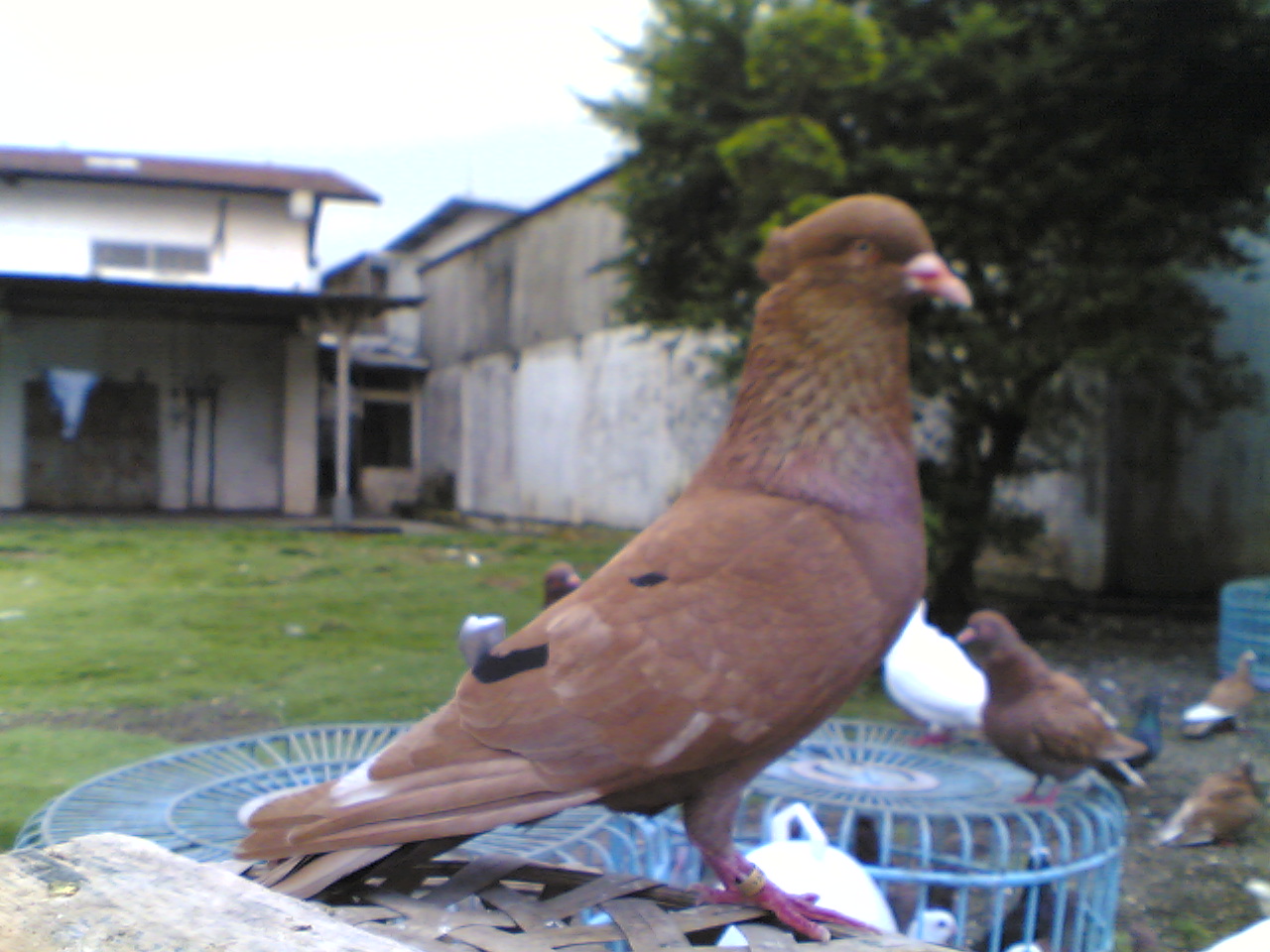 foto burung merpati