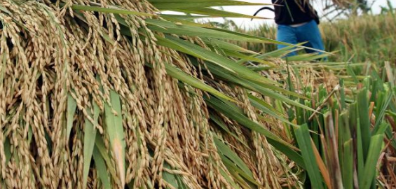 Zakat Atas Hasil Pertanian Suduthukum Com