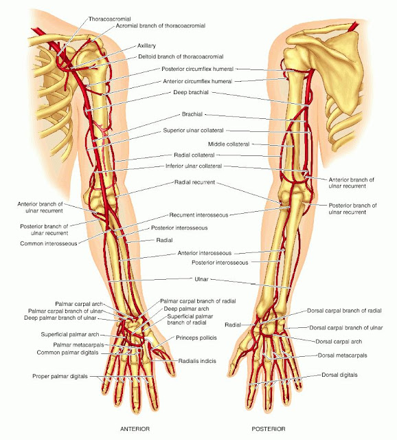 الأوعية الدموية في منطقة الأطراف العلوية في العضدين والساعدين واليدين