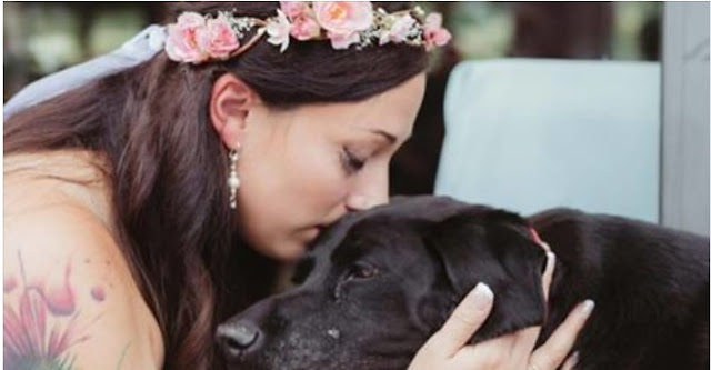 Emocionante! Cão à beira da morte luta até o fim para levar dona ao altar