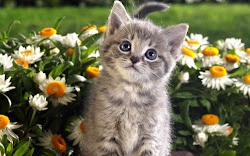 cat wallpapers desktop kitten cats flowers animals funny kittens google kitty pretty animal adorable sweet flower rock cutest garden