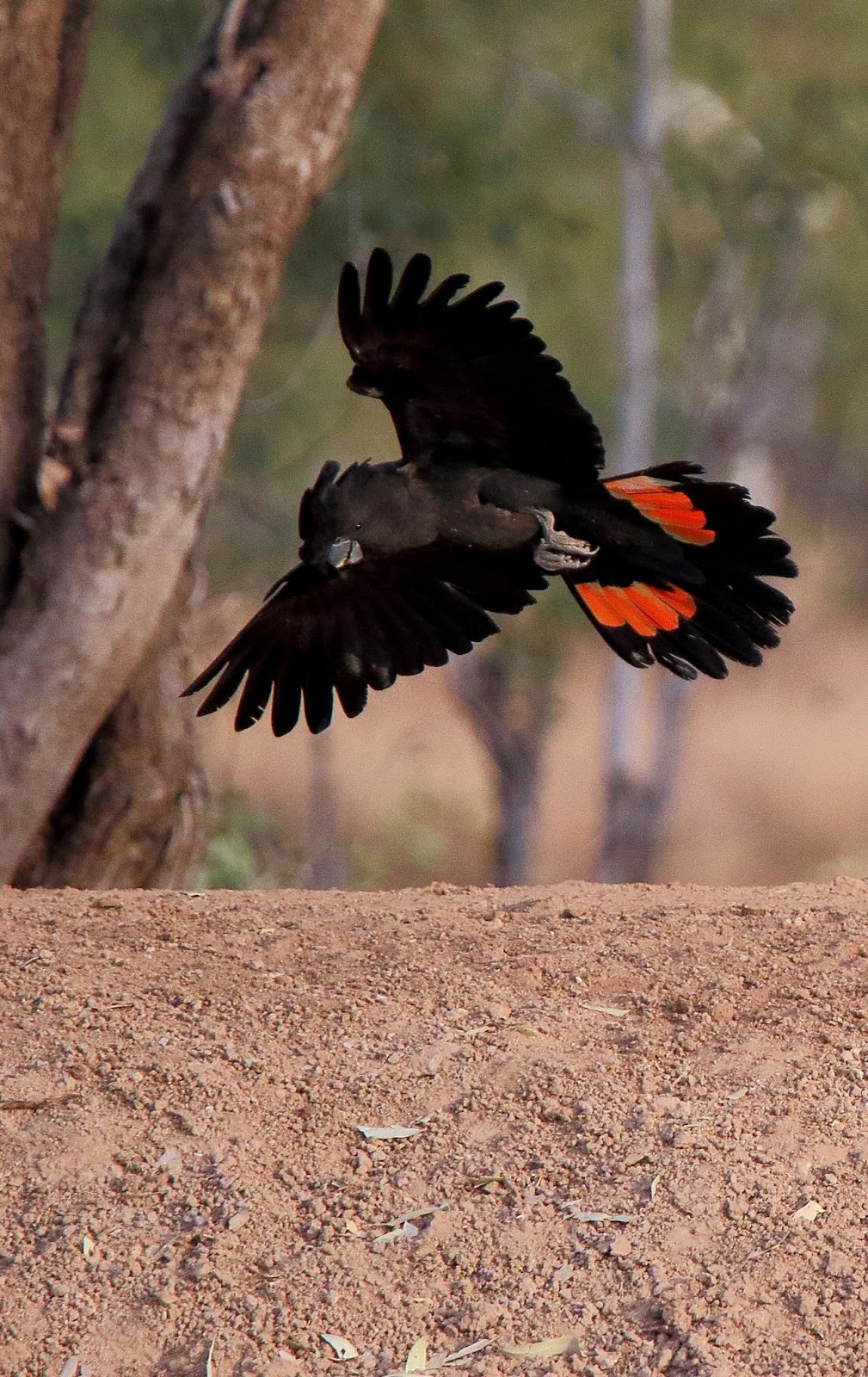 photos of black cockatoos photos of black cockatoos