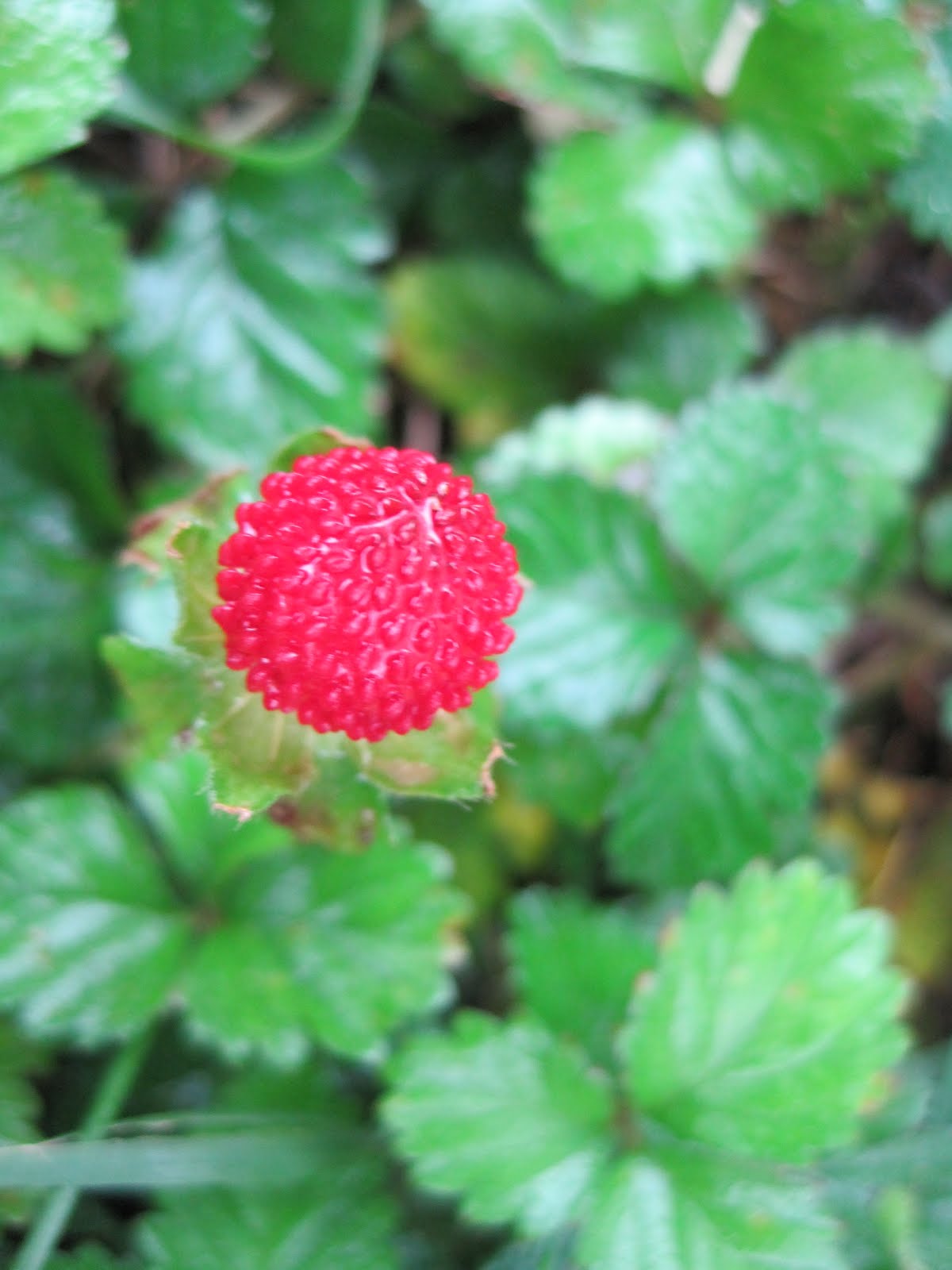 Musical Assumptions Musings About The Yard