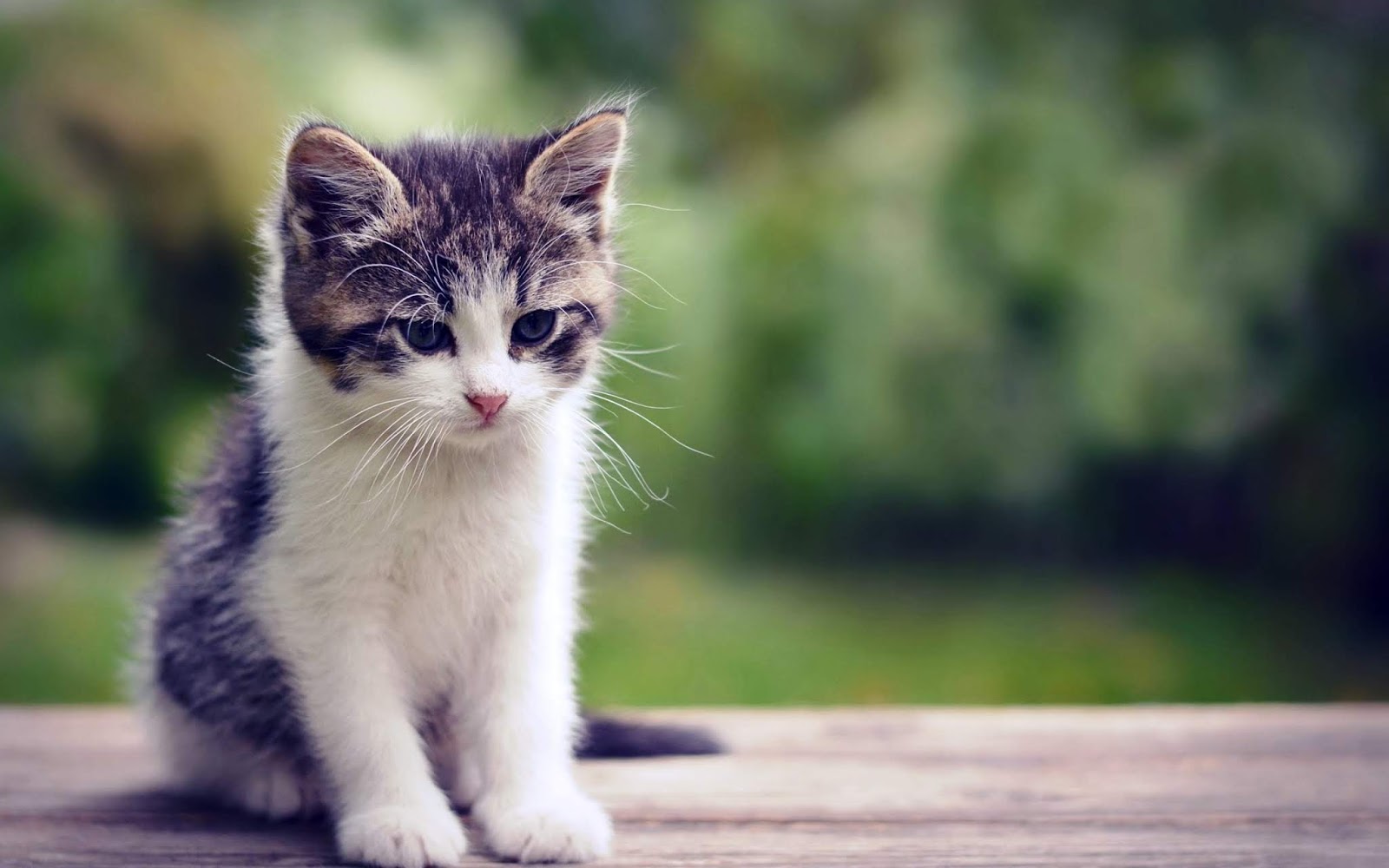 Cute Cat Animal HD Wallpaperer