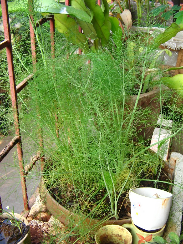 AnnaParabrahma: Growing Badishep