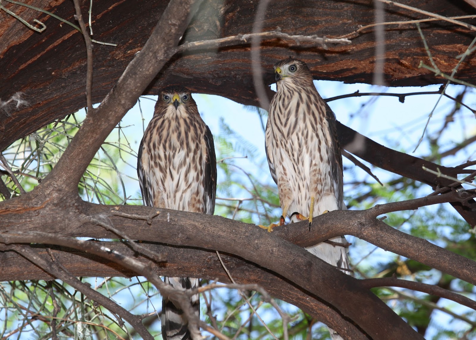 The Azure Gate Best Of Cooper s Hawk Photos 9 The Azure Gate Best Of Cooper s Hawk Photos 9