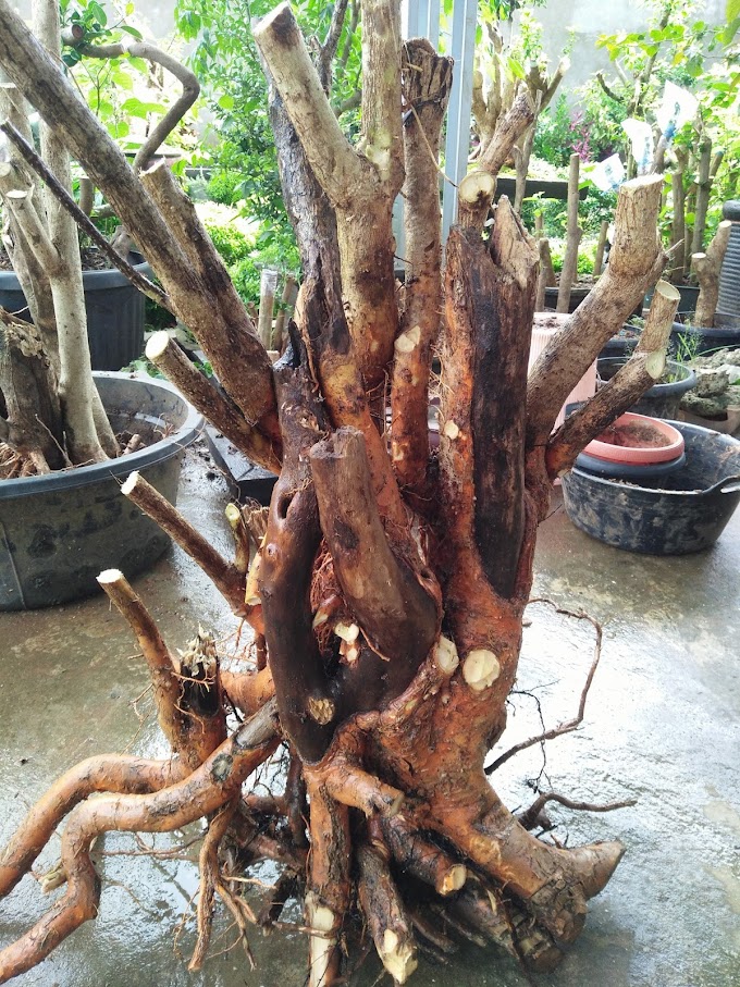 TIPS & TRICK  MEMPEROLEH BAKALAN BONSAI YANG BAGUS