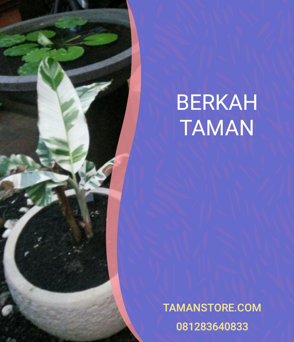 Jual pohon pisang hias mini variegata - jual tanaman hias | www.berkah