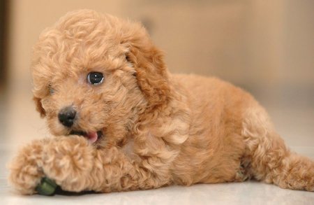 Dog Wallpapers Album: Poodle Dog Breed Pictures