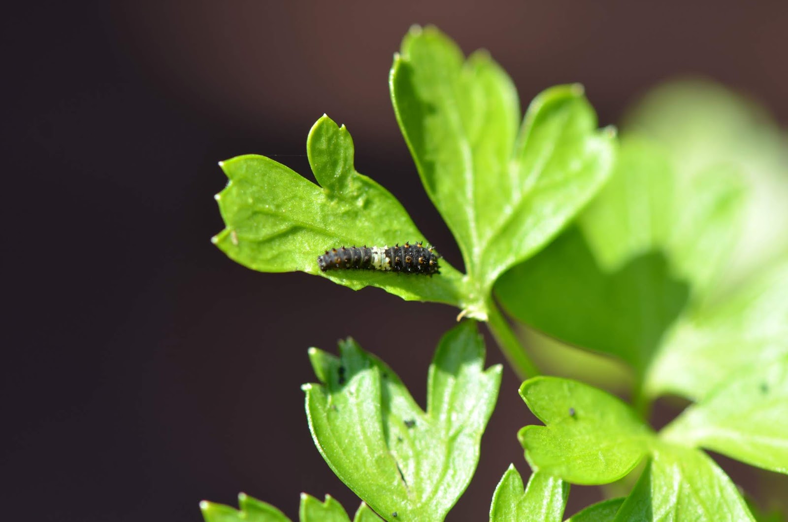 Urban Wildlife Guide Caterpillars on the Parsley