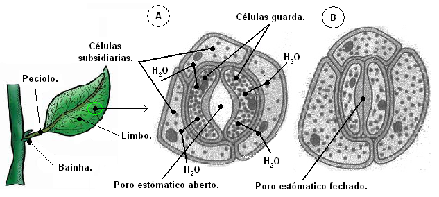 Histologia Vegetal