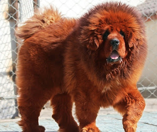 http://2.bp.blogspot.com/-VIRiT7s-Y3A/Ui2YwFwLu5I/AAAAAAAAAaA/1ChiSeh05T0/s320/Red+Tibetan+Mastiff+Pictures.jpg
