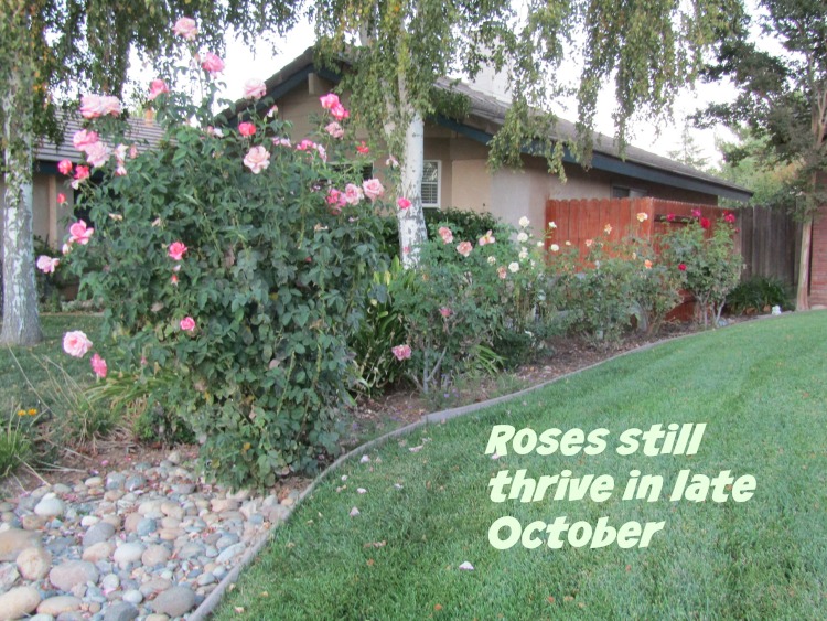 What's in Bloom at the End of October in Paso Robles? Walk with me through my Paso Robles neighborhood to see what's blooming.