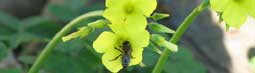 Een tuin in de Alentejo - Deel 2