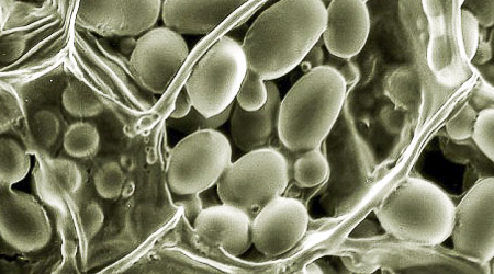 La Harinoteca: La importancia del almidón dañado en la panificación.