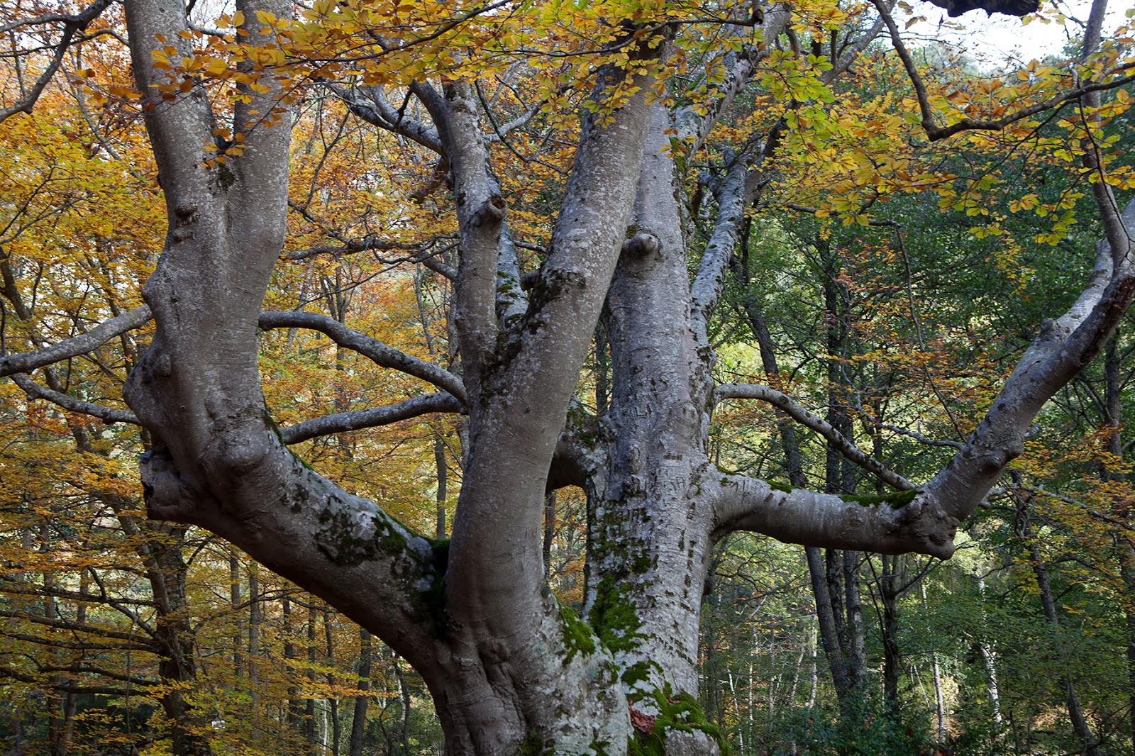 MIS VIAJES:DESDE ZARAGOZA A LA LUNA: LAS HAYAS