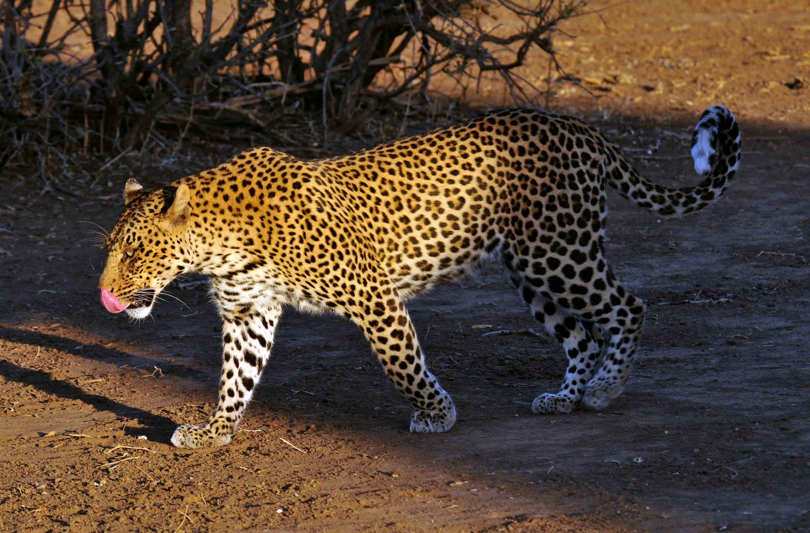 Sharon Bishop Photoblog: Female leopard - Mashatu, Botswana