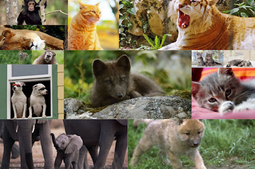 Fotografías de animales tiernos y salvajes I (14 fotos)