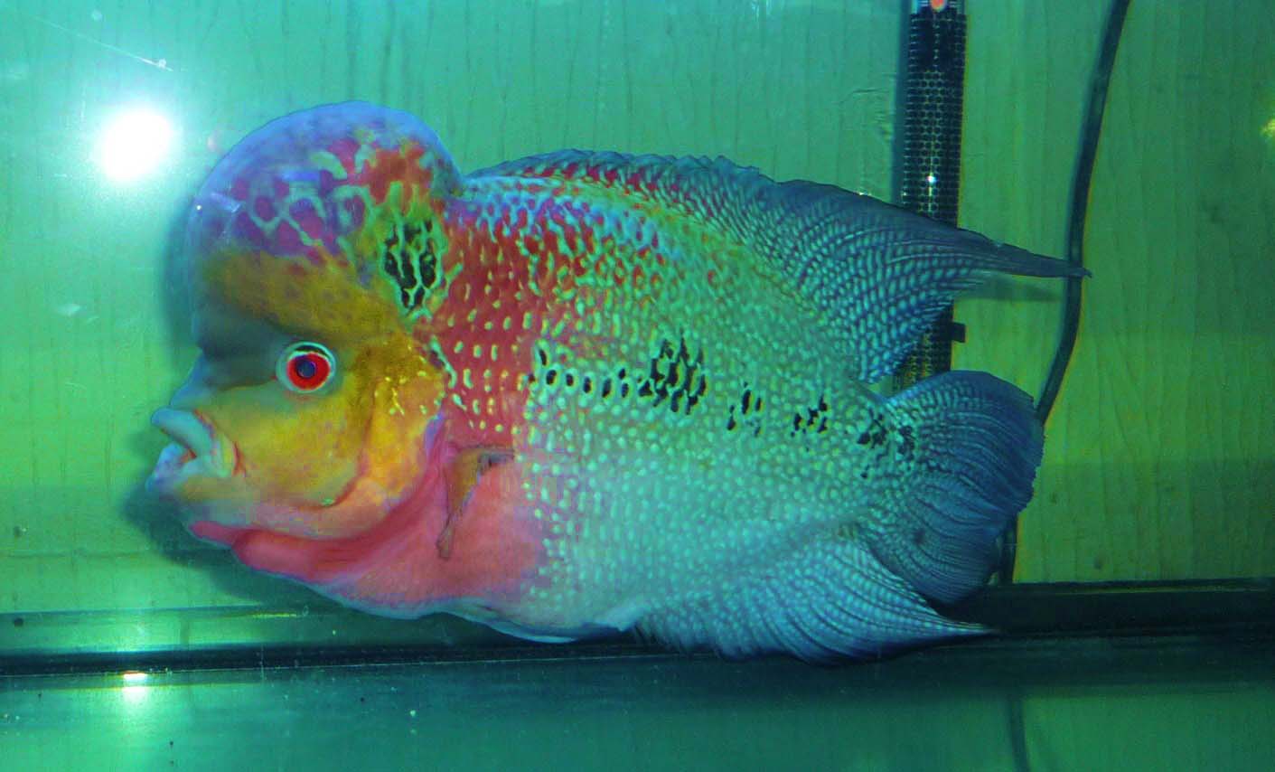 Flowerhorn The Hybrid Cichlids Flowerhorn Red Dragon