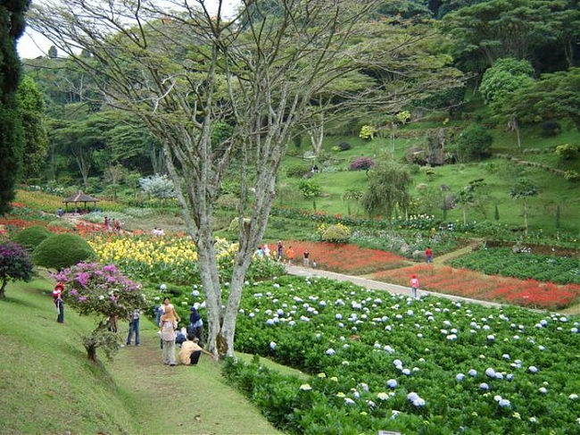 Pemandangan Taman  Bunga  yang Indah di Selecta  Kota  Batu  