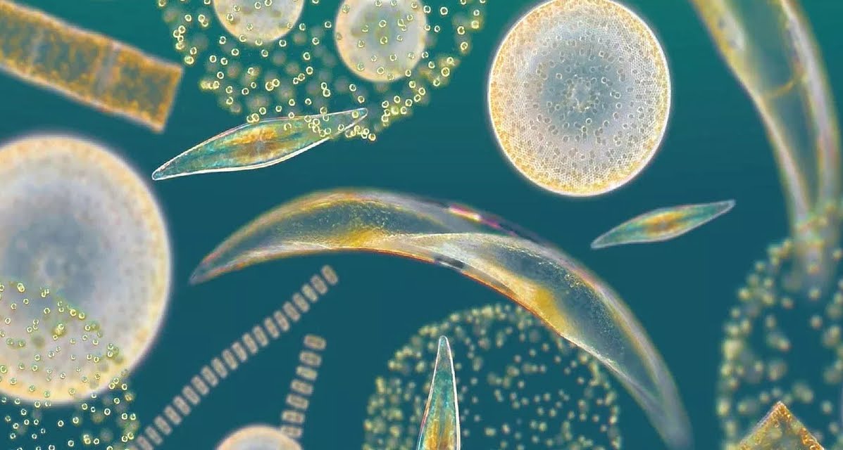 Cambierà Colore degli oceani per il Riscaldamento Globale, altro avvertimento.