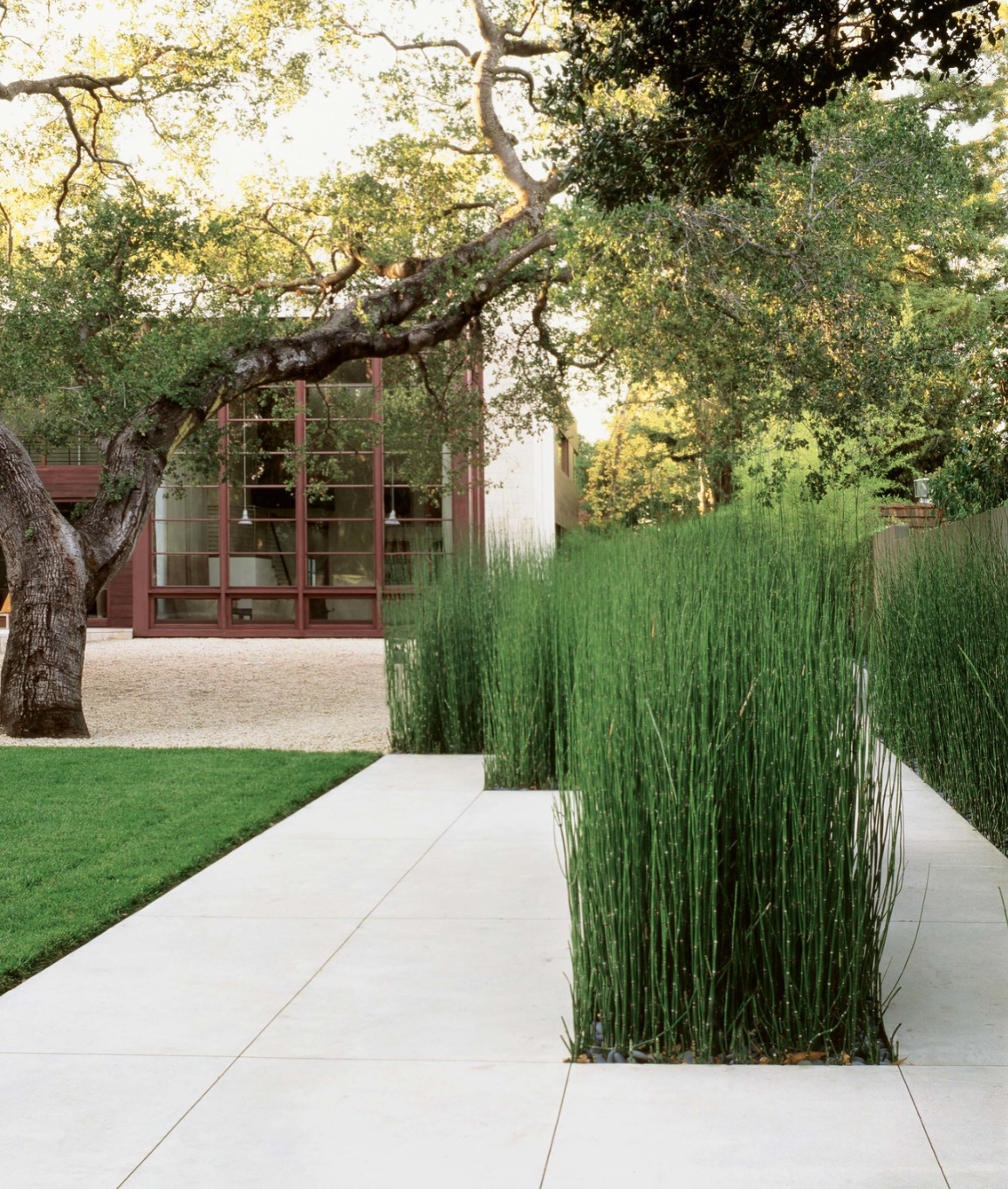 The Paper Mulberry: || GARDEN | Plants: Equisetum