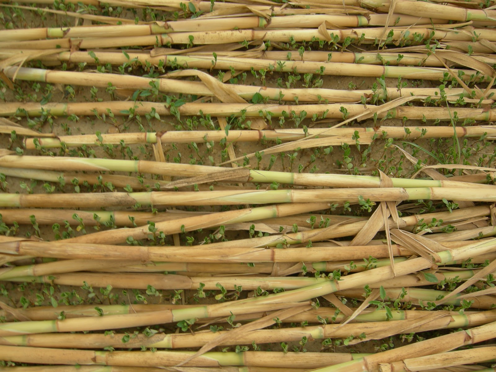 Bamboo Canes Bamboo Craft Photo