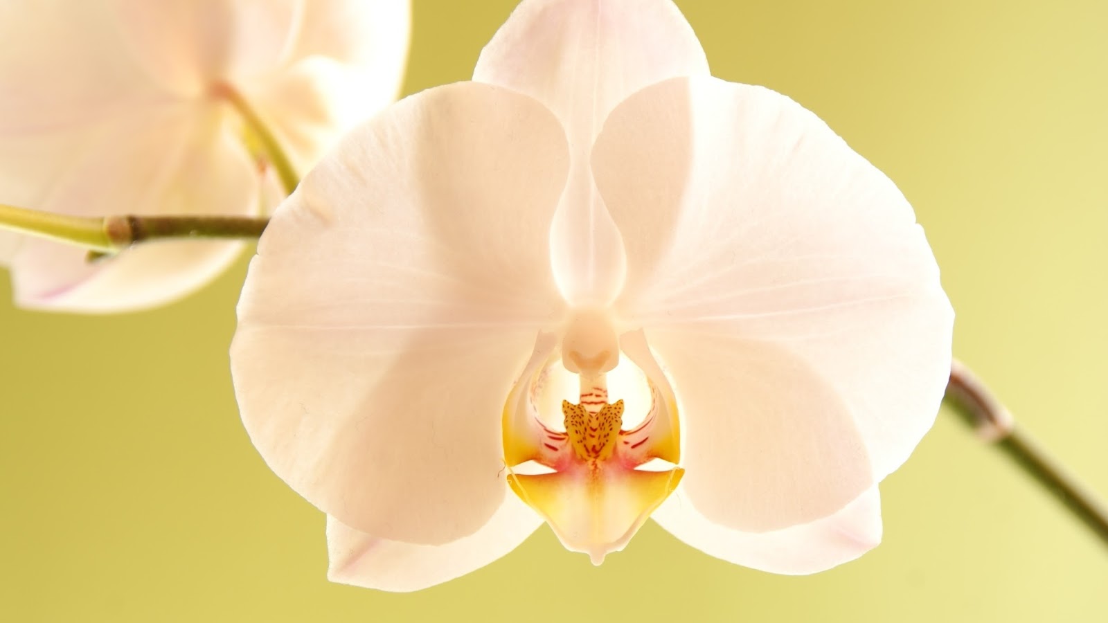 Orquídeas | Phalaenopsis - Viveiro Renascer