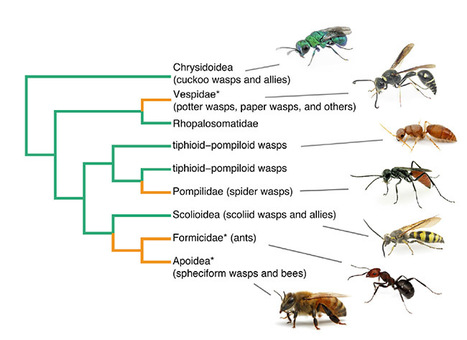 Piqûres d'insectes : moustique, guêpe ou abeille, tique...