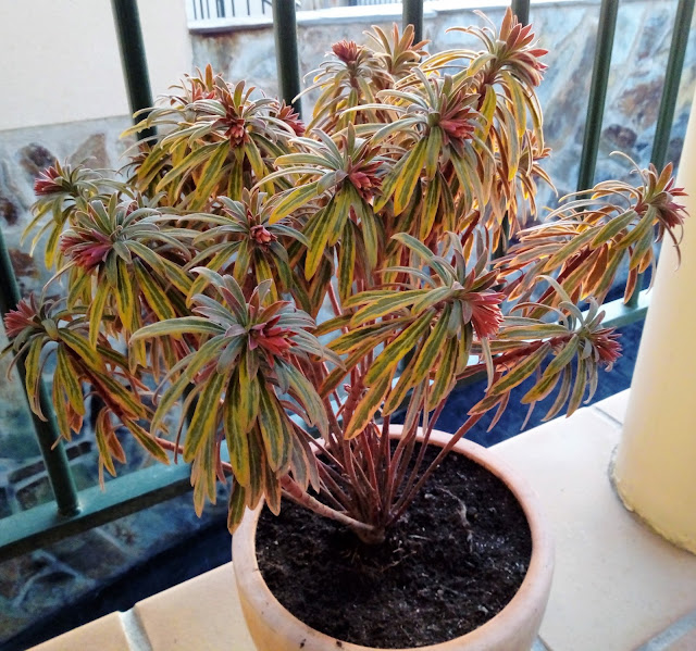 Euphorbia x martinii "Ascot Rainbow".