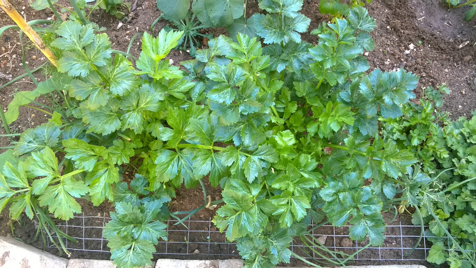 How To Grow Celery From Seeds
