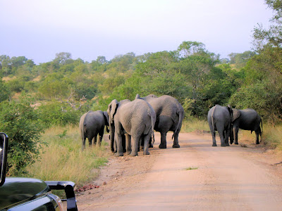 Stado słoni w Parku Krugera w okolicach Skukuzy